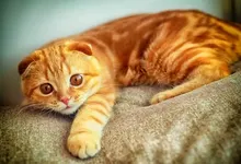 cats animals Art HD Wallpaper